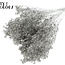 Dried Broom Bloom | Colour: Platinum | Broom Dried Flowers | Length ± 50 centimetres | Weight 100 grams | Per bunch