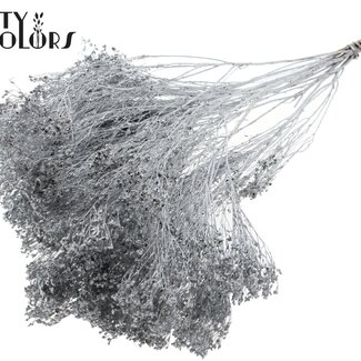 QC Broom Bloom séché | Couleur : Argenté | Fleurs séchées de Genêt | Longueur ± 50 centimètres | Poids 100 grammes | Par bouquet