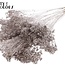 Gedroogde Broom Bloom | Kleur: Champagnekleurig | Brem Droogbloemen | Lengte ± 50 centimeter | Gewicht 100 gram | Per bos