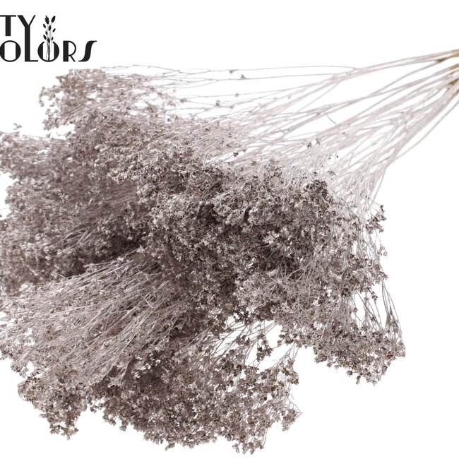 Gedroogde Broom Bloom | Kleur: Champagnekleurig | Brem Droogbloemen | Lengte ± 50 centimeter | Gewicht 100 gram | Per bos