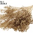 Gedroogde Broom Bloom | Kleur: Antiek Goud | Brem Droogbloemen | Lengte ± 50 centimeter | Gewicht 100 gram | Per bos