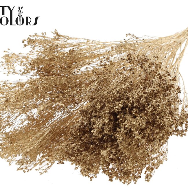 Dried Broom Bloom | Colour: Antique Gold | Broom Dried Flowers | Length ± 50 centimetres | Weight 100 grams | Per bunch