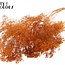 Getrocknete Broom Bloom | Farbe: Orange | Besenginster Trockenblumen | Länge ± 50 Zentimeter | Gewicht 100 Gramm | Pro Bund