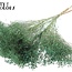 Getrocknete Broom Bloom | Farbe: Frosted Mintgrün | Besenginster Trockenblumen | Länge ± 50 Zentimeter | Gewicht 100 Gramm | Pro Bund