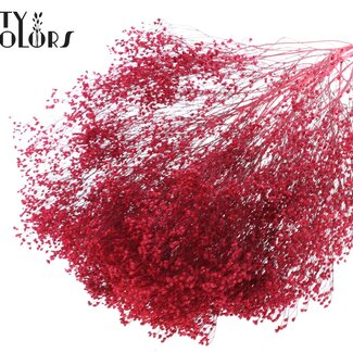 QC Broom Bloom séchée | Couleur : Cerise | Fleurs séchées de genêt | Longueur ± 50 centimètres | Poids 100 grammes | Par bouquet