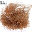Dried Broom Bloom | Colour: Frosted Salmon | Broom Dried Flowers | Length ± 50 centimetres | Weight 100 grams | Per bunch