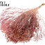 Getrocknete Broom Bloom | Farbe: Frosted Rosa | Ginster Trockenblumen | Länge ± 50 Zentimeter | Gewicht 100 Gramm | Pro Bund