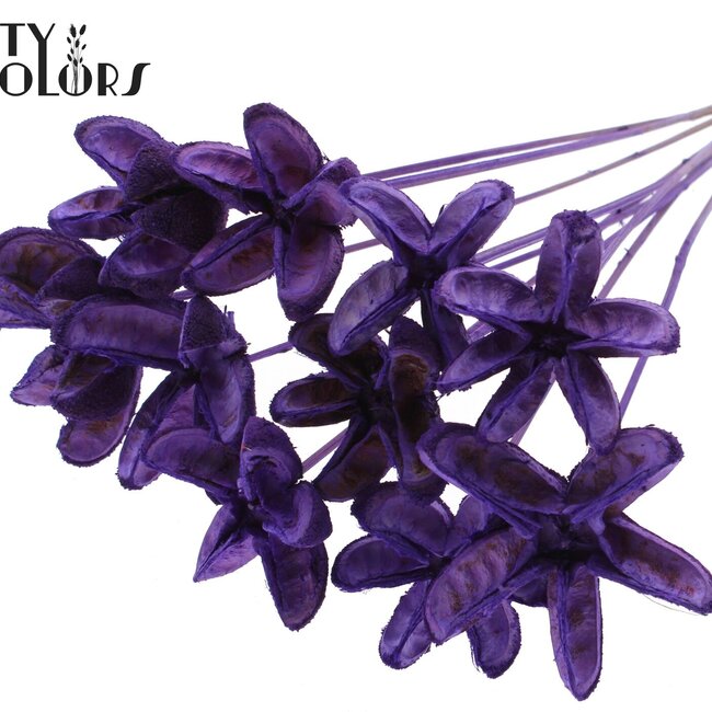 Ramboutan sans épines sur tige | Couleur : Lila lait | Ramboutan Piquet | Longueur ± 50 centimètres | 10 piquets par bouquet