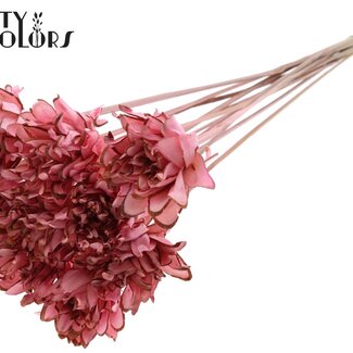 QC Shola Dennenhouten Fleur sur tige | Couleur : Rose clair | Shola Slice Pine Piquet | Diamètre de la fleur 6 centimètres | Longueur ± 50 centimètres | 10 piquets par bouquet