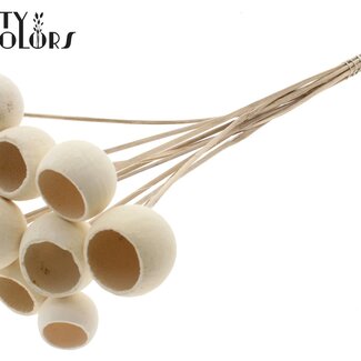 QC Dried Bellgums | Colour: Bleached | Bell Cup Pick | Length ± 50 centimetres | 10 picks per bunch