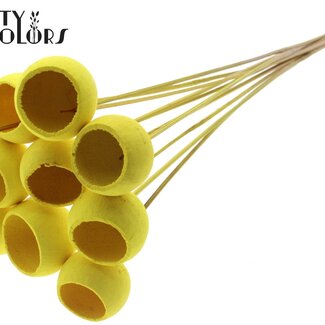 QC Gedroogde Bellgums | Kleur: Intens Geel | Bell Cup Bijsteker | Lengte ± 50 centimeter | 10 bijstekers per bos