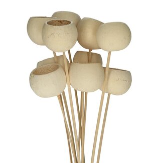 4A Dried Bellgums | Colour: Natural | Bell Cup Stick | Length ± 50 centimetres | 10 sticks per bunch