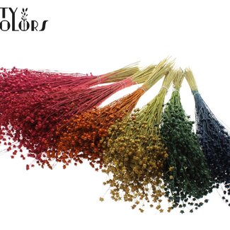 QC Getrockneter Lino Flachs | Farbe: Gemischte Farben | Linum Trockenblumen | Länge ± 50 Zentimeter | Gewicht 150 Gramm | Pro 5 Bündel