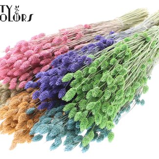 QC Getrocknete Phalaris | Farbe: Frosted Gemischte Farben | Kanariengras Trockenblumen | Länge ± 60 Zentimeter | Gewicht 220 Gramm | Pro 5 Bündel