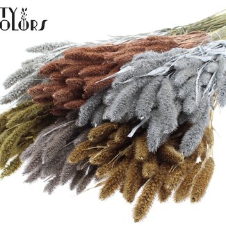 QC Getrocknete Setaria | Metallic Mix | Farbe: Gemischte Farben | Setaria Trockenblumen | Länge ± 70 Zentimeter | Gewicht 210 Gramm | Pro 5 Bündel