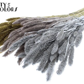 QC Gedroogde Setaria | Wedding Mix | Kleur: Gemengde Kleuren | Setarea droogbloemen | Lengte ± 70 centimeter | Gewicht 210 gram | Per 5 bossen