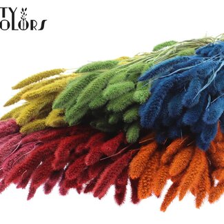 QC Setaria séchée | Couleur : Couleurs mélangées | Fleurs séchées de Setaria | Longueur ± 70 centimètres | Poids 210 grammes | Par 5 bottes