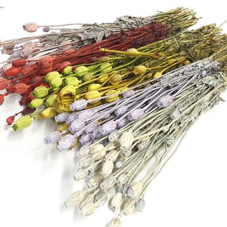 QC Gedroogde Slaapbol | Kleur: Gemengde Kleuren | Papaver Somniferum Droogbloemen | Lengte ± 60 centimeter | Gewicht 200 gram | Per 6 bossen