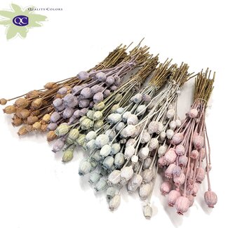 QC Getrockneter Schlafmohn | Farbe: Frosted Gemischte Farben | Papaver Somniferum Trockenblumen | Länge ± 60 Zentimeter | Gewicht 200 Gramm | Pro 6 Bündel