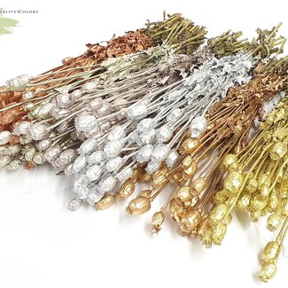QC Dried Poppy | Colour: Metallic Mixed Colours | Papaver Somniferum Dried Flowers | Length ± 60 centimetres | Weight 200 grams | Per 6 bunches