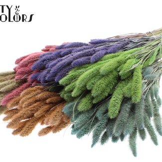 QC Dried Setaria | Frosted Mix | Colour: Mixed Colours | Setaria dried flowers | Length ± 70 centimetres | Weight 210 grams | Per 6 bunches