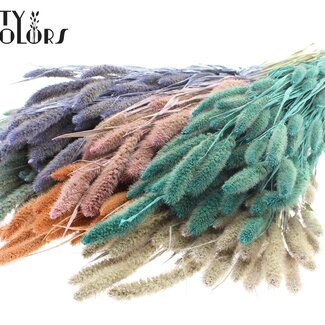 QC Setaria séchée | Pearl Mix | Fleurs séchées Setaria | Longueur ± 70 centimètres | Poids 210 grammes | Par 6 bouquets