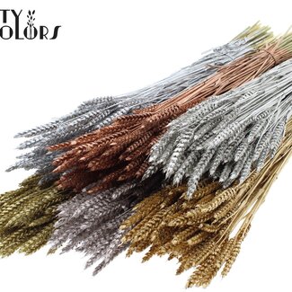 QC Gedroogde Tarwe | Kleur: Metallic Gemengde Kleuren | Triticum Droogbloemen | Lengte ± 60 centimeter | Gewicht 220 gram | Per 6 bossen
