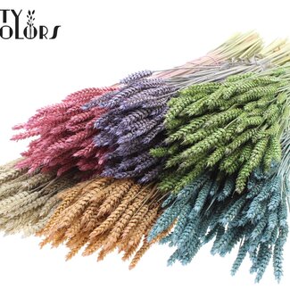 QC Blé Séché | Couleur : Gemmes Givrées Mélangées | Triticum Fleurs Séchées | Longueur ± 60 centimètres | Poids 220 grammes | Par 6 bottes