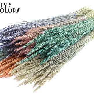 QC Getrockneter Weizen | Pearl Mix | Farbe: Gemischte Farben | Triticum Trockenblumen | Länge ± 60 Zentimeter | Gewicht 220 Gramm | Pro 6 Bündel