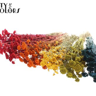 QC Gedroogde Lona | Kleur: Gemengde Kleuren | Lonas Annua Droogbloemen | Lengte ± 50 centimeter | Per 6 bossen