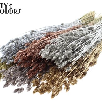QC Phalaris séchée | Couleur : Couleurs Métalliques Mixtes | Herbe de Canarie Fleurs Séchées | Longueur ± 60 centimètres | Poids 220 grammes | Par 6 bouquets