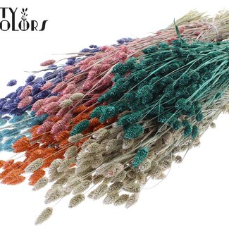 QC Dried Phalaris | Pearl Mix | Colour: Mixed Colours | Canary Grass Dried Flowers | Length ± 60 centimetres | Weight 220 grams | Per 6 bunches