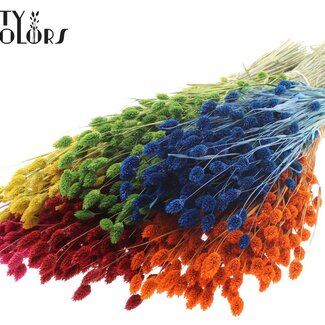 QC Dried Phalaris | Colour: Mixed Colours | Canary Grass Dried Flowers | Length ± 60 centimetres | Weight 220 grams | Per 6 bunches