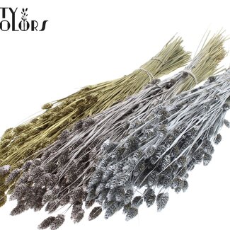 QC Dried Phalaris | Wedding Mix | Colour: Mixed Colours | Canary Grass Dried Flowers | Length ± 60 centimetres | Weight 220 grams | Per 6 bunches