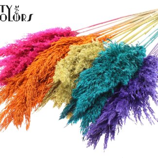 QC Gedroogde Pampas Pluimen | Kleur: Gemengde Kleuren | Pampas Droogbloemen | Lengte ± 100 centimeter | 5 pluimen per bos | Per 10 bossen