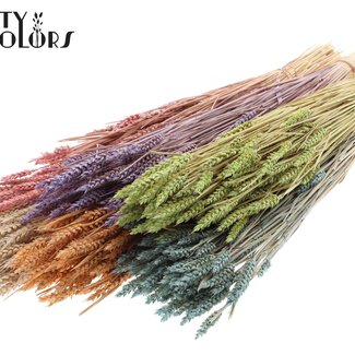 QC Zongebleekte Tarwe | Kleur: Frosted Gemengde Kleuren | Triticum Droogbloemen | Lengte ± 60 centimeter | Gewicht 220 gram | Per 6 bossen