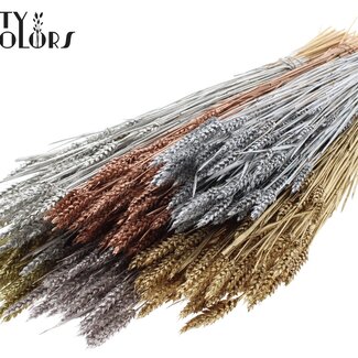 QC Zongebleekte Tarwe | Kleur: Metallic Gemengde Kleuren | Triticum Droogbloemen | Lengte ± 60 centimeter | Gewicht 220 gram | Per 6 bossen