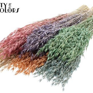 QC Avoine Séchée Premium | Couleur : Couleurs Mixtes Givrées | Avena Fleurs Séchées Premium | Longueur ± 70 centimètres | Poids 200 grammes | Par 6 bouquets