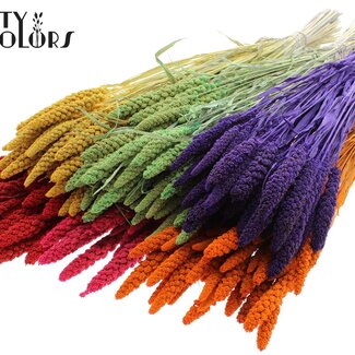 QC Dried Millet Sprays | Colour: Intensely Mixed Colours | Millet Dried Flowers | Length ± 70 centimetres | Weight 200 grams | Per 6 bunches