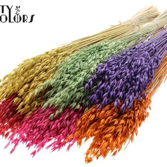 QC Getrockneter Hafer Premium | Farbe: Gemischte Farben | Avena Premium Trockenblumen | Länge ± 70 Zentimeter | Gewicht 200 Gramm | Pro 6 Bündel