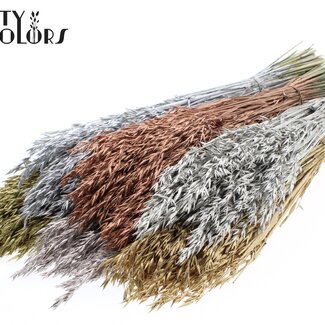 QC Gedroogde Haver | Kleur: Metallic Gemengde Kleuren | Avena droogbloemen | Lengte ± 60 centimeter | Gewicht 250 gram | Per 6 bossen