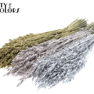 QC Getrockneter Hafer | Hochzeitsmischung | Farbe: Gemischte Farben | Avena Trockenblumen | Länge ± 60 Zentimeter | Gewicht 250 Gramm | Pro 6 Bündel