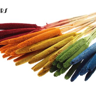 QC Babala of Pearl Millet | Mixed Colours | Colour: Various colours | Length ± 65 centimetres | 10 stems per bunch