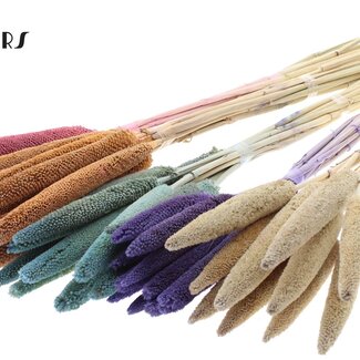 QC Babala of Parelgierst | Frosted Mix | Kleur: Gemengde Kleuren | Lengte ± 65 centimeter | 10 stelen per bos