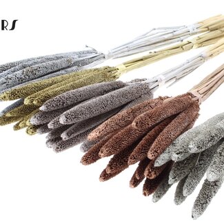 QC Babala of Parelgierst | Metallic Mix | Kleur: Gemengde Kleuren | Lengte ± 65 centimeter | 10 stelen per bos