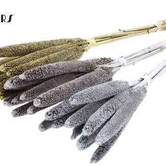 QC Babala de Millet perlé | Mélange de mariage | Couleur : Couleurs mélangées | Longueur ± 65 centimètres | 10 tiges par bouquet