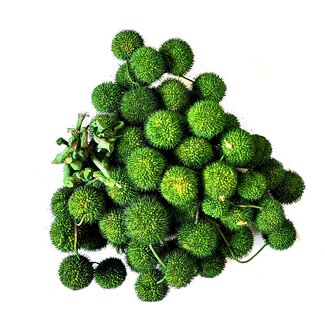 QC Kleine Kugel auf Stab | Farbe: Moosgrün | Kleine Kugel Einstecker | 10 Einstecker pro Bund | Pro 5 Bunde