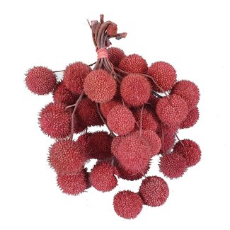 QC Small Ball on Stick | Colour: Frosted Pink | Small Ball Pick | 10 picks per bunch | Per 5 bunches