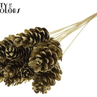 QC Strobus Pine Cone on Stick | Colour: Gold | Pine Cone Insert Stick | Diameter 10 - 15 centimetres | Length ± 50 centimetres | 10 insert sticks per bunch
