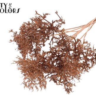 QC Dry Tree sur tige | Couleur : Saumon | Bouquet Pique-fleurs | Longueur pique-fleurs ± 50 centimètres | 10 piques-fleurs par bouquet